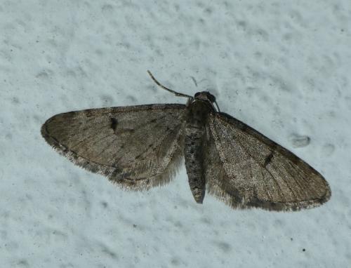 Eupithecia indigata